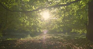 il sole brilla attraverso il alberi nel un' foresta video