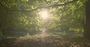 das Sonne scheint durch das Bäume im ein Wald video