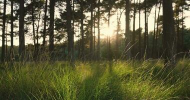 en skog med lång gräs och träd på solnedgång video