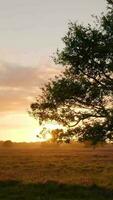 een boom in de midden- van een veld- Bij zonsondergang video