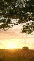 un' albero nel il mezzo di un' campo a tramonto video