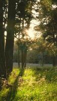 en skog med lång gräs och träd på solnedgång video