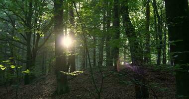 il sole brilla attraverso il alberi nel un' foresta video