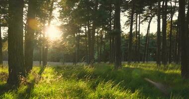 de zon schijnt door de bomen in een Woud video