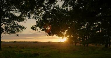 ein Baum im das Mitte von ein Feld beim Sonnenuntergang video