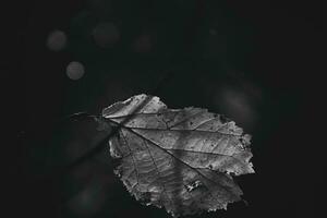 autumn branches of a tree dressed in leaves and raindrops shining in the sun photo