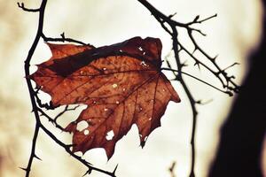 autumn branches of a tree dressed in leaves and raindrops shining in the sun photo