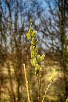 the first  spring twig blossoming with catkins in April photo