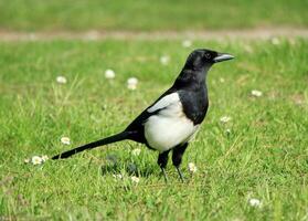 Magpie bird on the grass photo