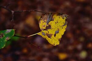 colorful autumn leaves on a tree branch in the warm sunshine photo