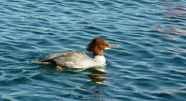 Goosander female duck photo