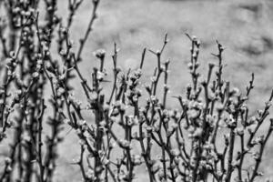 spring bush full of twigs with young delicate light green leaves photo