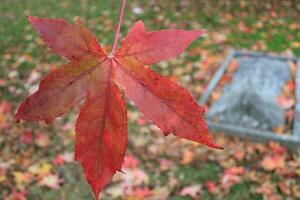 lápida sepulcral y otoño hoja foto