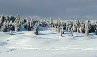 abeto árbol en invierno, jura montaña, Suiza foto