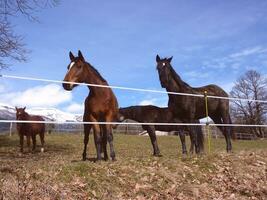 Horses in a meadow photo