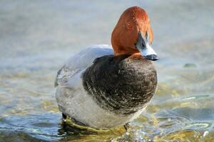 Male pochard duck photo