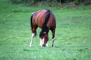 Brown horse eating photo