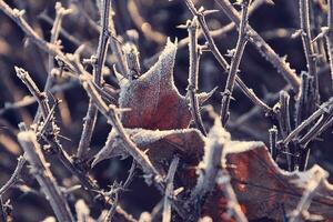 frosted leaves hidden in a barbed bush photo