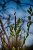 the first  spring twig blossoming with catkins in April photo