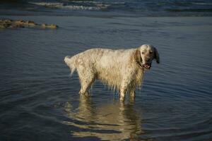 dog on the beach photo