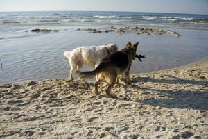 two dogs on the beach photo