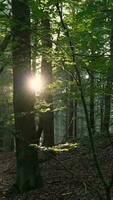 a forest with tall grass and trees at sunset video