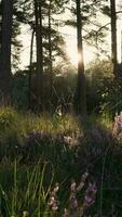 das Sonne scheint durch das Bäume im ein Wald video