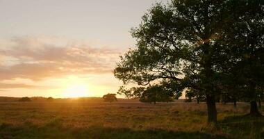 une arbre dans le milieu de une champ à le coucher du soleil video