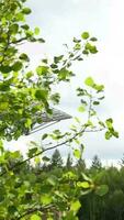 une grand arbre avec feuilles et une oiseau en volant au dessus il video