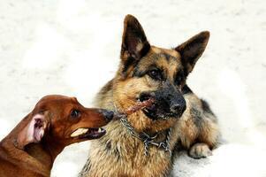 playing on the beach bar dogsgerman shepherd and a small red-haired dachshund in the warm spring sun photo