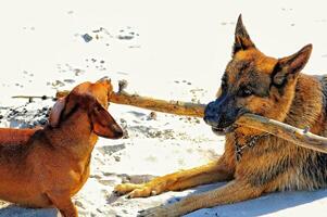 playing on the beach bar dogsgerman shepherd and a small red-haired dachshund in the warm spring sun photo