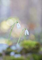 Two beautiful snowdrops or galanthus spring flowers photo