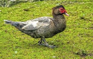 Muscovy duck on the grass photo