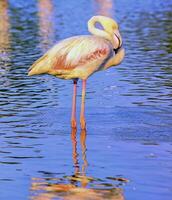 Greater flamingo, phoenicopterus roseus, in Camargue, France photo