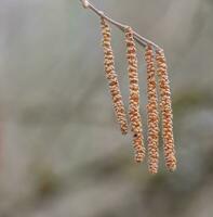 Close up on hazel catkins, corylus avellana photo