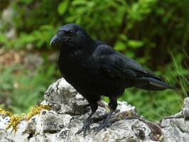 cuervo carroñero, corvus corone foto