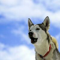 Siberian husky dog barking photo