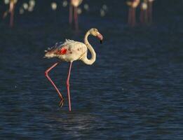 mayor flamenco, Phoenicopterus rosa, en camarga, Francia foto