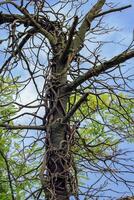 Strange tree trunk by day photo