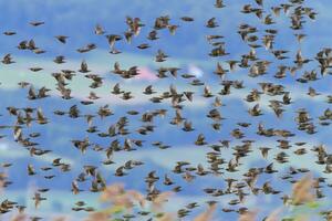 European or common starling, sturnus vulgaris, bird flock flying, Neuchatel, Switzerland photo