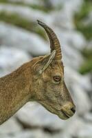 Female wild alpine, capra ibex, or steinbock portrait photo