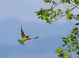 European bee-eater, merops apiaster, bird flight photo