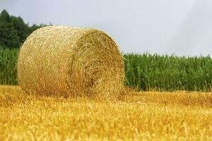 Big round bale of straw in a field after harvest photo