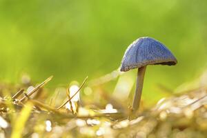 Close upon single mushroom in the nature photo