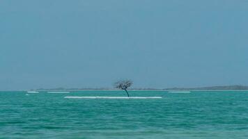 Dead Sea shore with salty beach photo