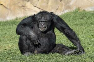 Old chimpanzee relaxing on the grass photo