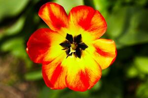 Red yellow tulip photo