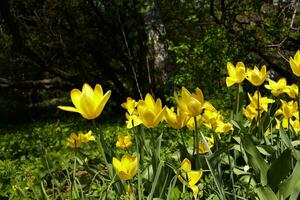 Glade of yellow tulips photo
