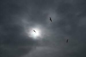 Seagulls in the Sky photo