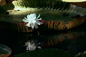 Giant water lily in botanical garden photo